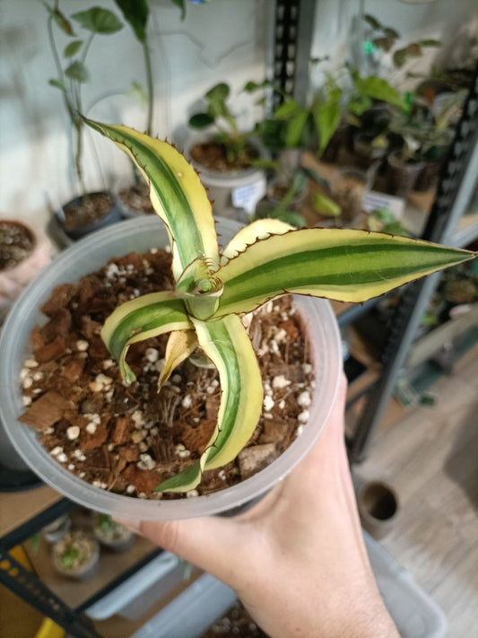 Agave Quadricolor