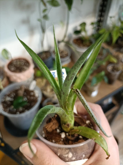 Agave maculata