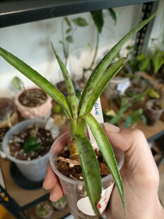 Agave maculata