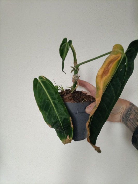 Anthurium warocqueanum Dark form