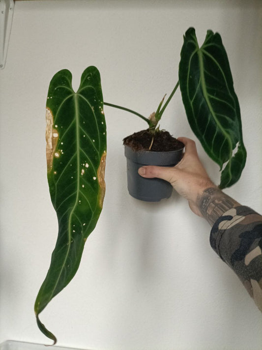 Anthurium warocqueanum Dark form
