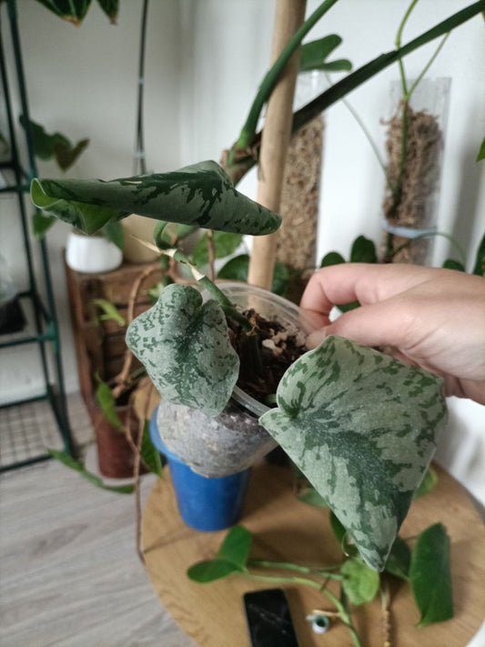 scindaptus exotica