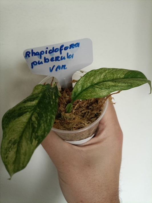 Rhahidophora puberula variegata