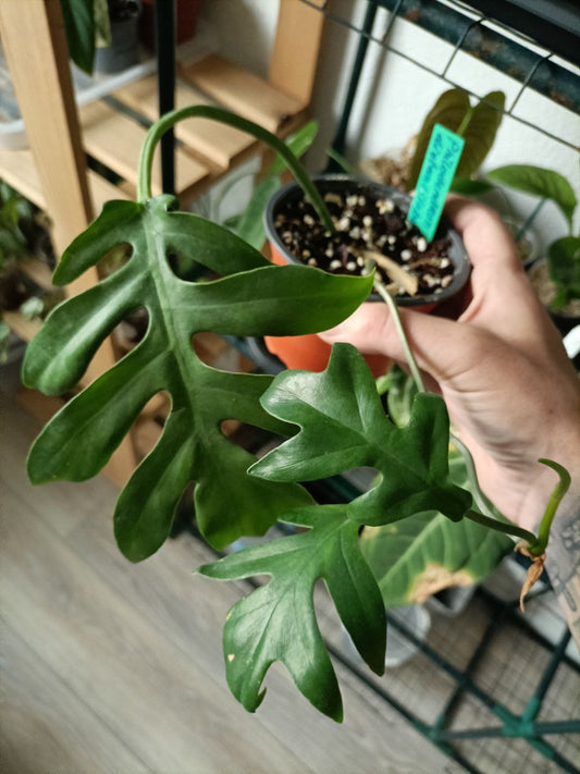Philodendron distantilobum