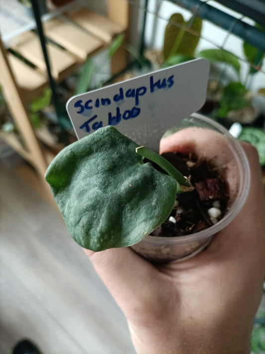 Scindaptus tattoo