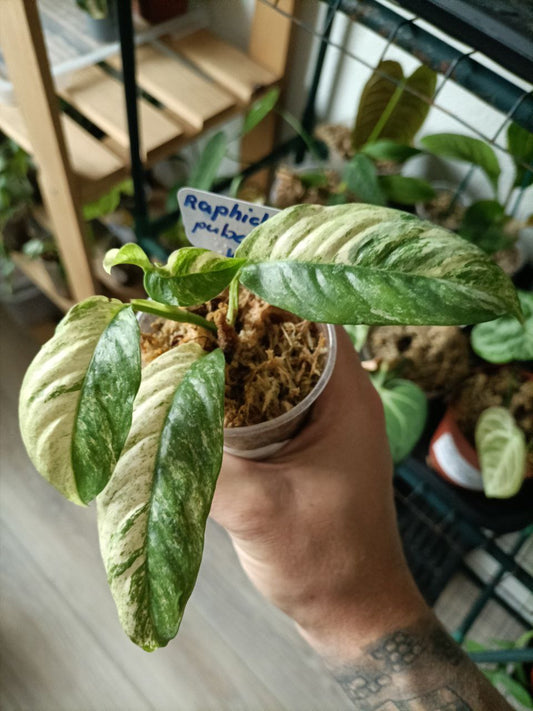 rhaphidophora puberula variegata