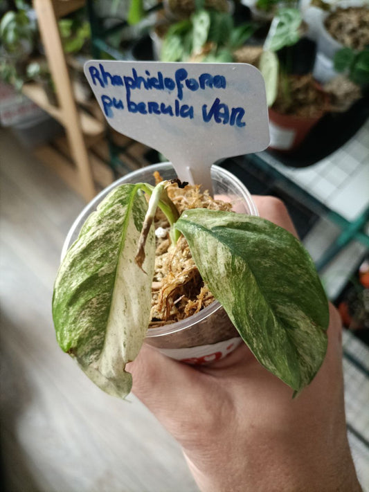Rhaphidophora peberula variegata