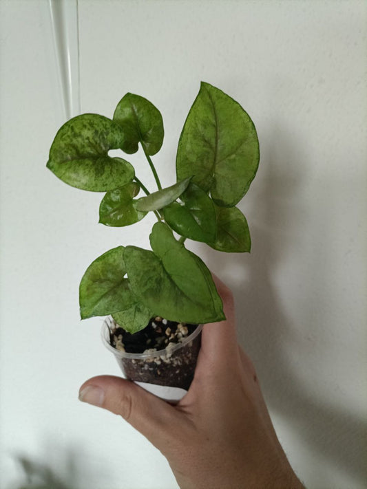 Syngonium matcha sprinkle