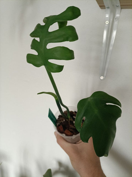 Philodendron distantilobum