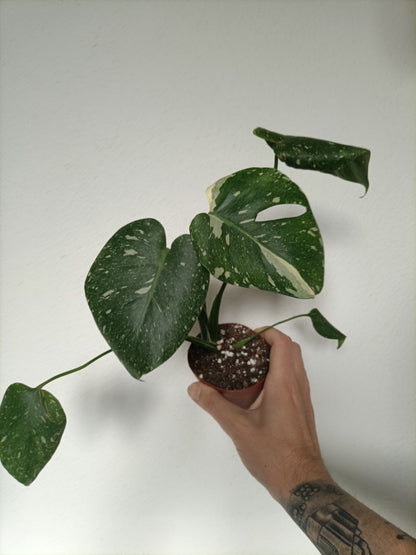 monstera thai constellation