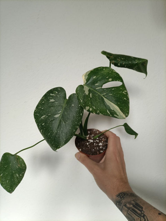 monstera thai constellation