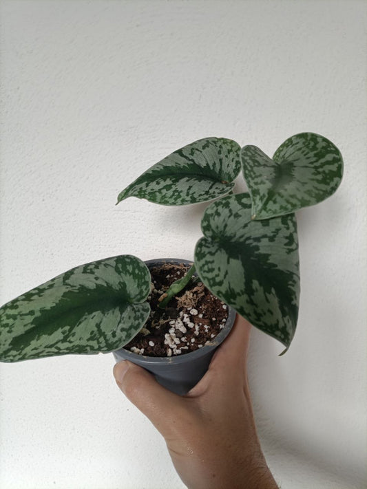 scindaptus pictus exotica