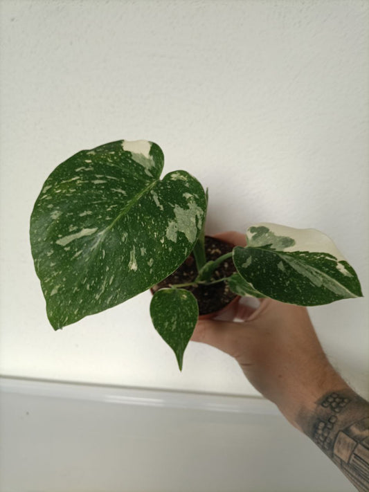 monstera thai constellation