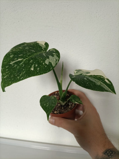 monstera thai constellation
