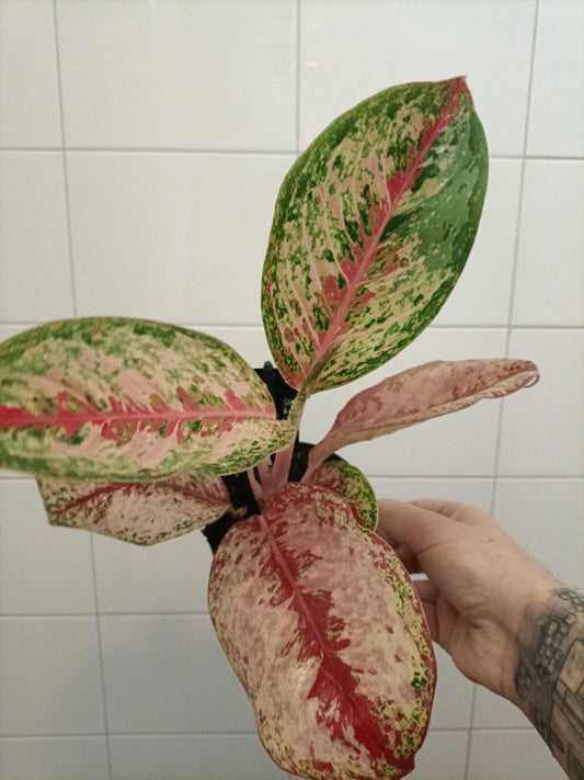 aglaonema redgreen
