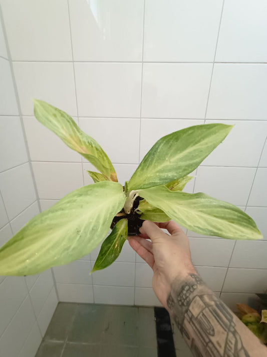 aglaonema artic lime