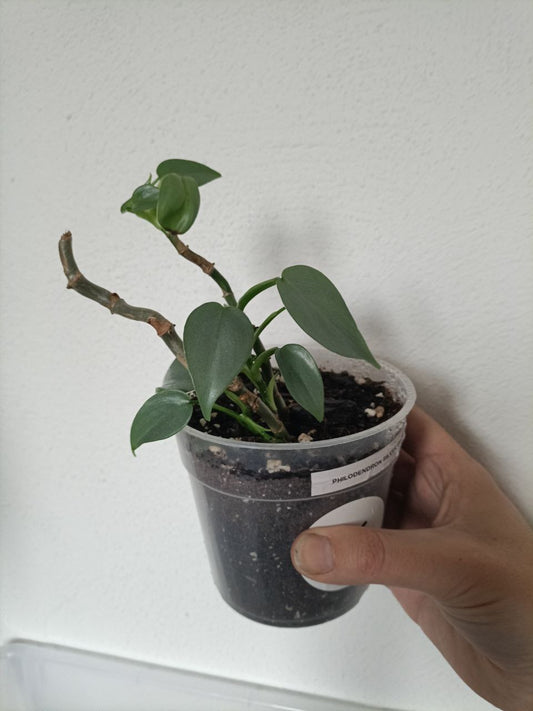 philodendron silver sword