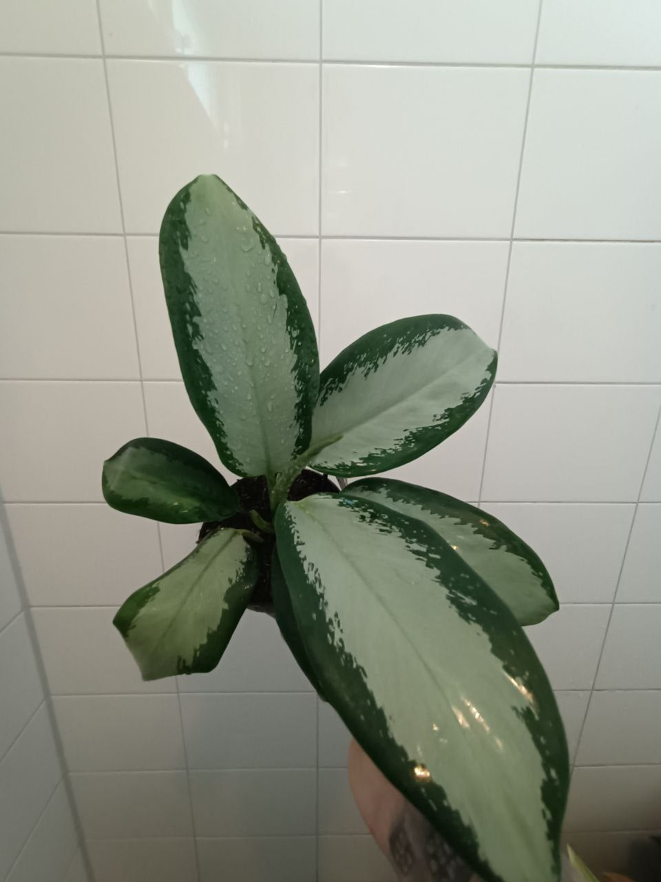 aglaonema silver blue