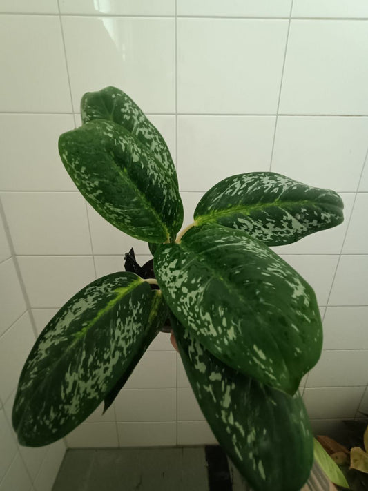 aglaonema britt