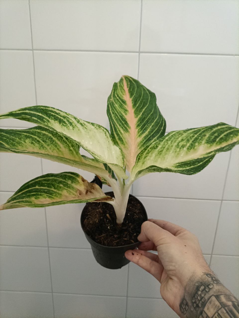 aglaonema spring red