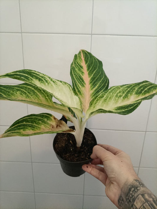 aglaonema spring red