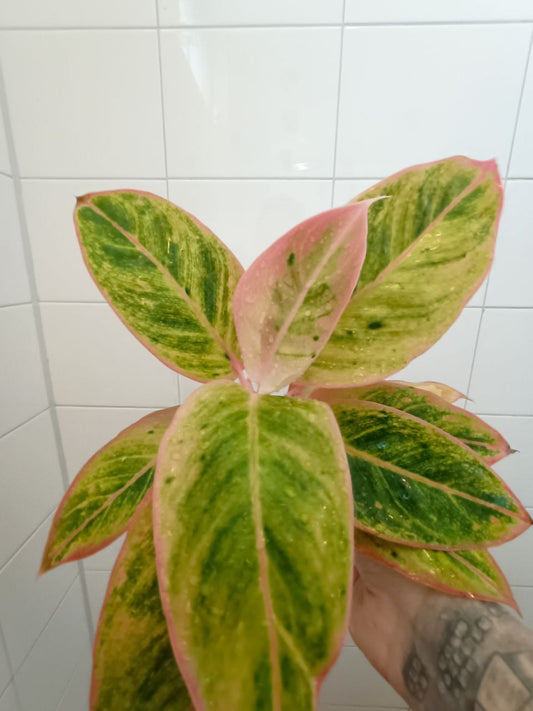 aglaonema salmon fantasy