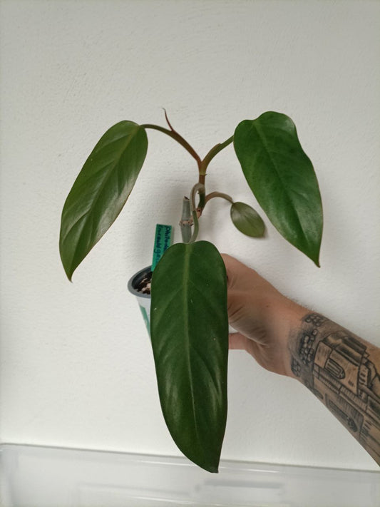 phiodendron emerald green