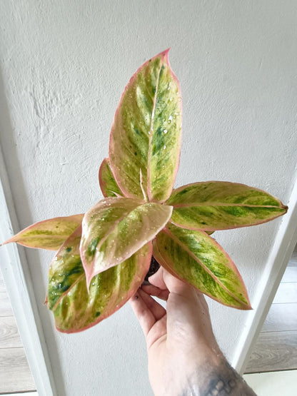 aglaonema salmon fantasy