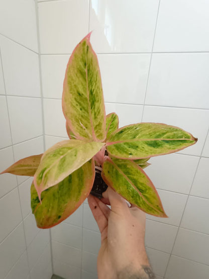 aglaonema salmon fantasy