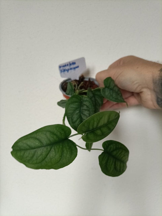 Monstera siltepecana