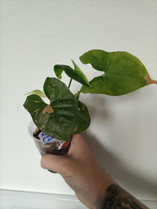 syngonium pink splash allusion