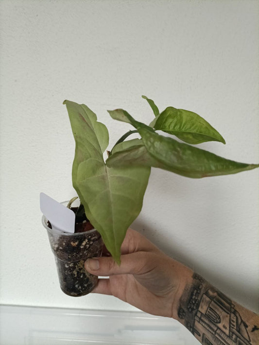 syngonium milk confetti