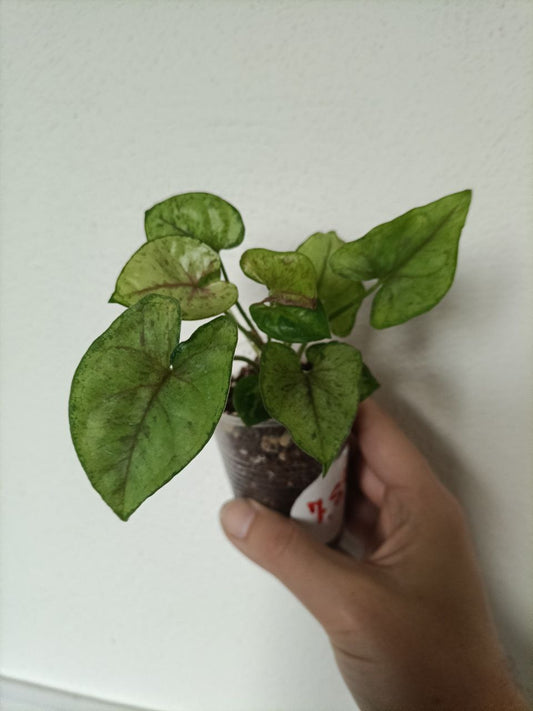 syngonium matcha sprinkle