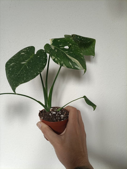 monstera thai constellation