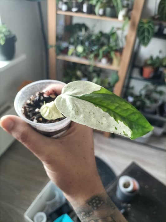 epipremnum pinnatum marble variegata