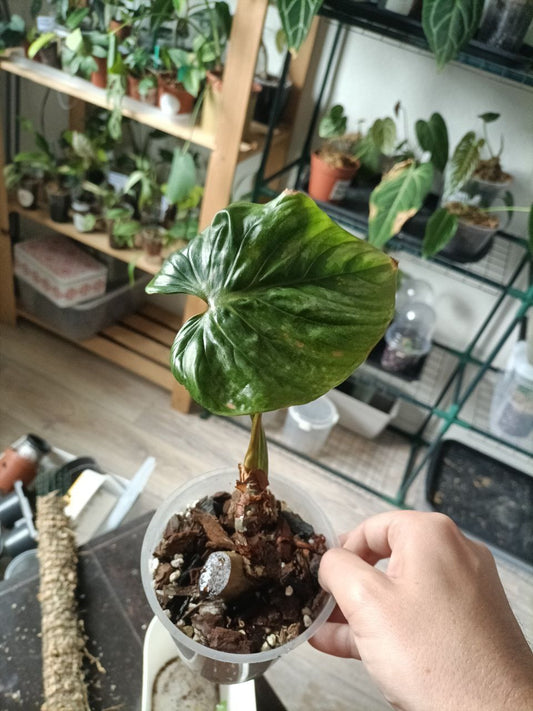 philodendron mamei dork
