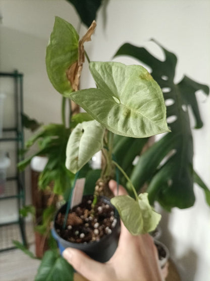 syngonium moonshine
