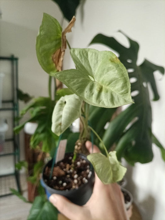 syngonium moonshine