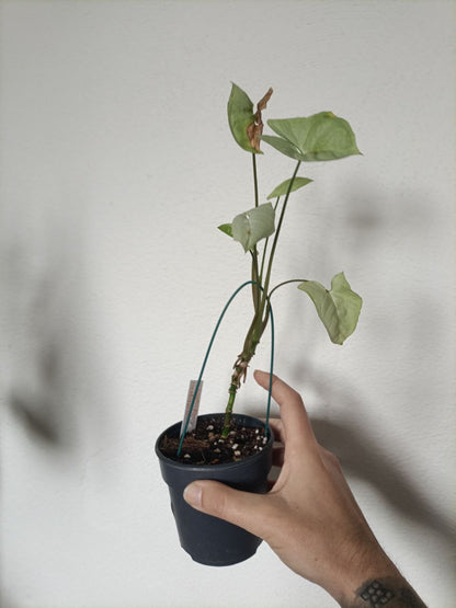 syngonium moonshine