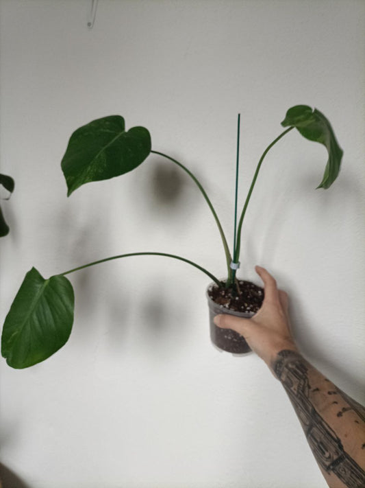 monstera delicosia aurea