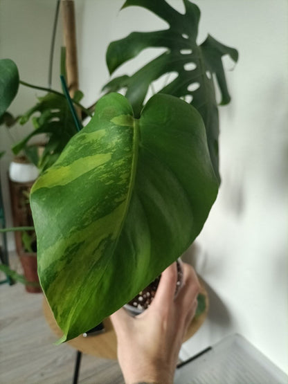 monstera delicosia aurea