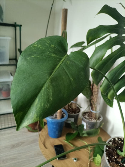 monstera delicosia aurea