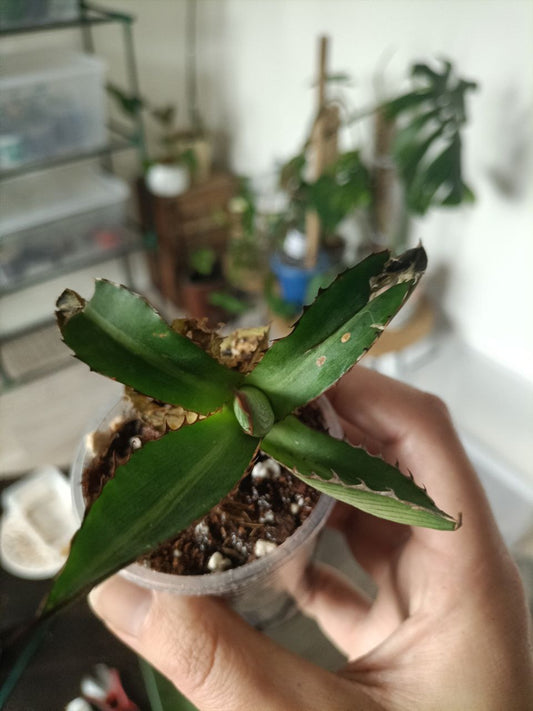 agave univittata