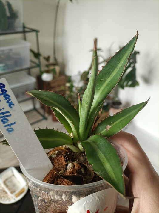 agave univittata