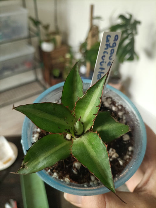 agave univittata