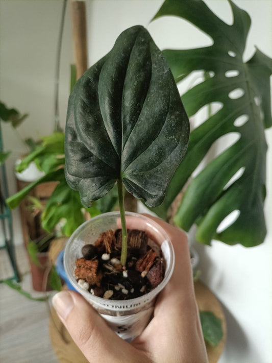 syngonium red arrow