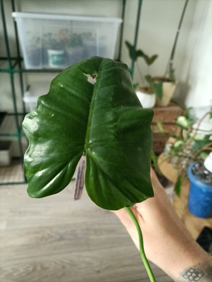 philodendron camposportoanum