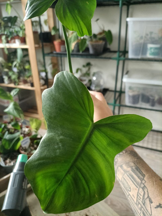 philodendron camposportoanum