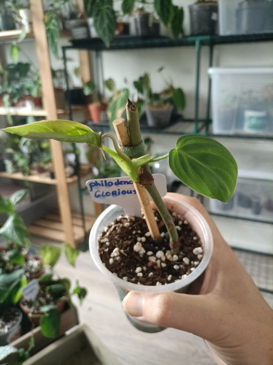 philodendron glorious cutting