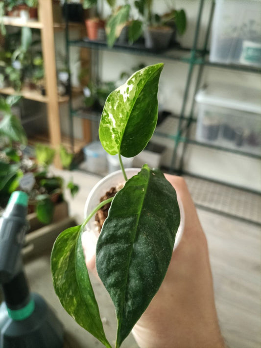 epipremnum pinnatum albo variegata